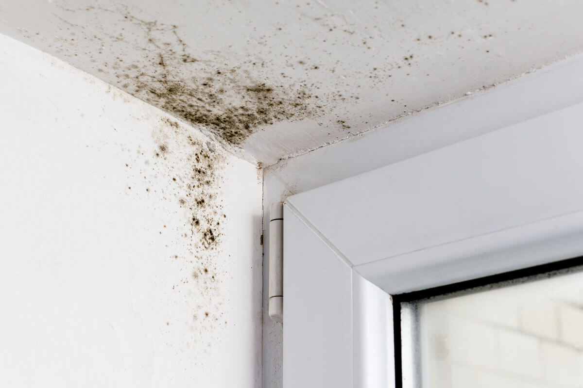 Schimmel in der Ecke eines Raumes nahe einem Fenster, sichtbar an der Decke und Wand.